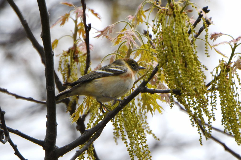 Warbler, Bay-breasted, 2018-05163357 Parker River NWR, MA.JPG - Bay-breassted Warbler. Parker River National Wildlife Refuge, MA, 5-16-2018